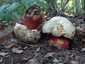 Sátántinóru (Rubroboletus satanas), Budai-hegység